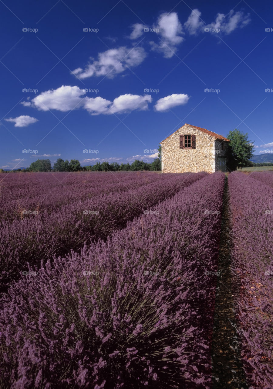 Field of lavender flower