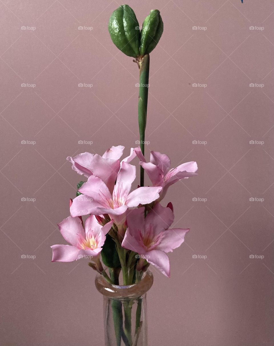 Vaso com flores cor de rosa e sementes verdes.