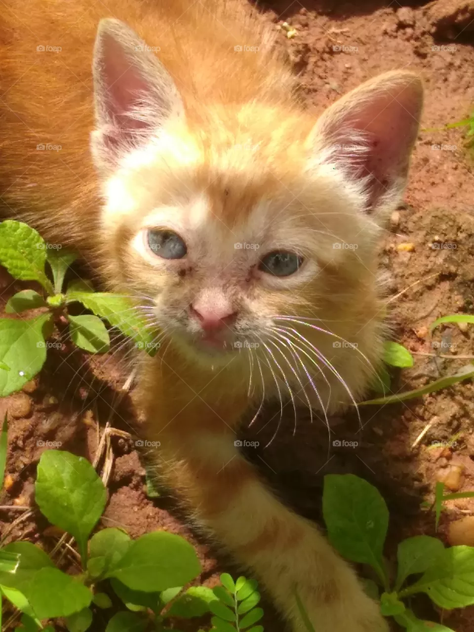 my cat