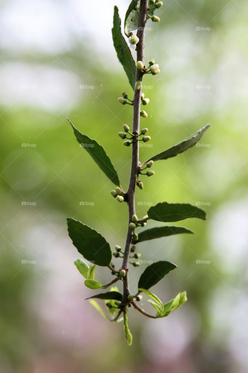 growing down.  weeping tree growing buds and getting ready to bloom.