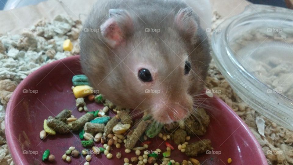 Dusty, Syrian hamster stuffing his cheeks