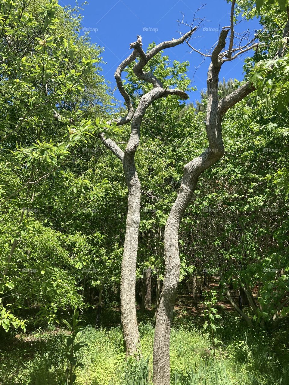 Two bare trees surrounded by a lot of green