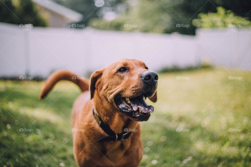 Dog smiling