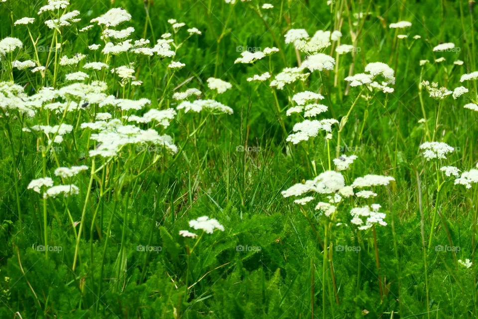 weiße Wiesenblumen