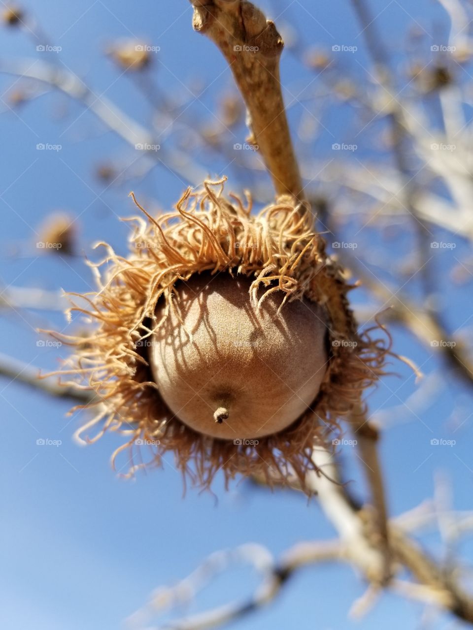 winter acorn