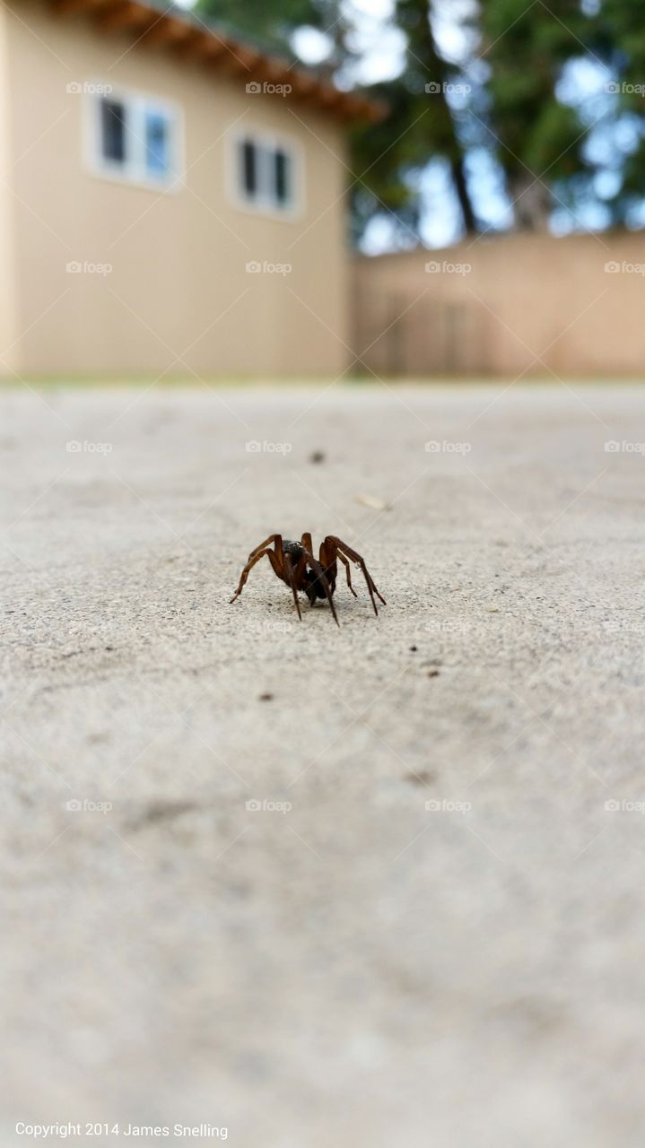 Spider on a Stroll