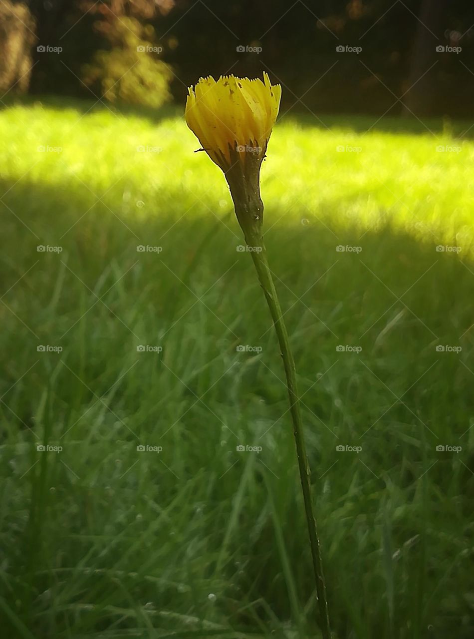 Yellow and Green