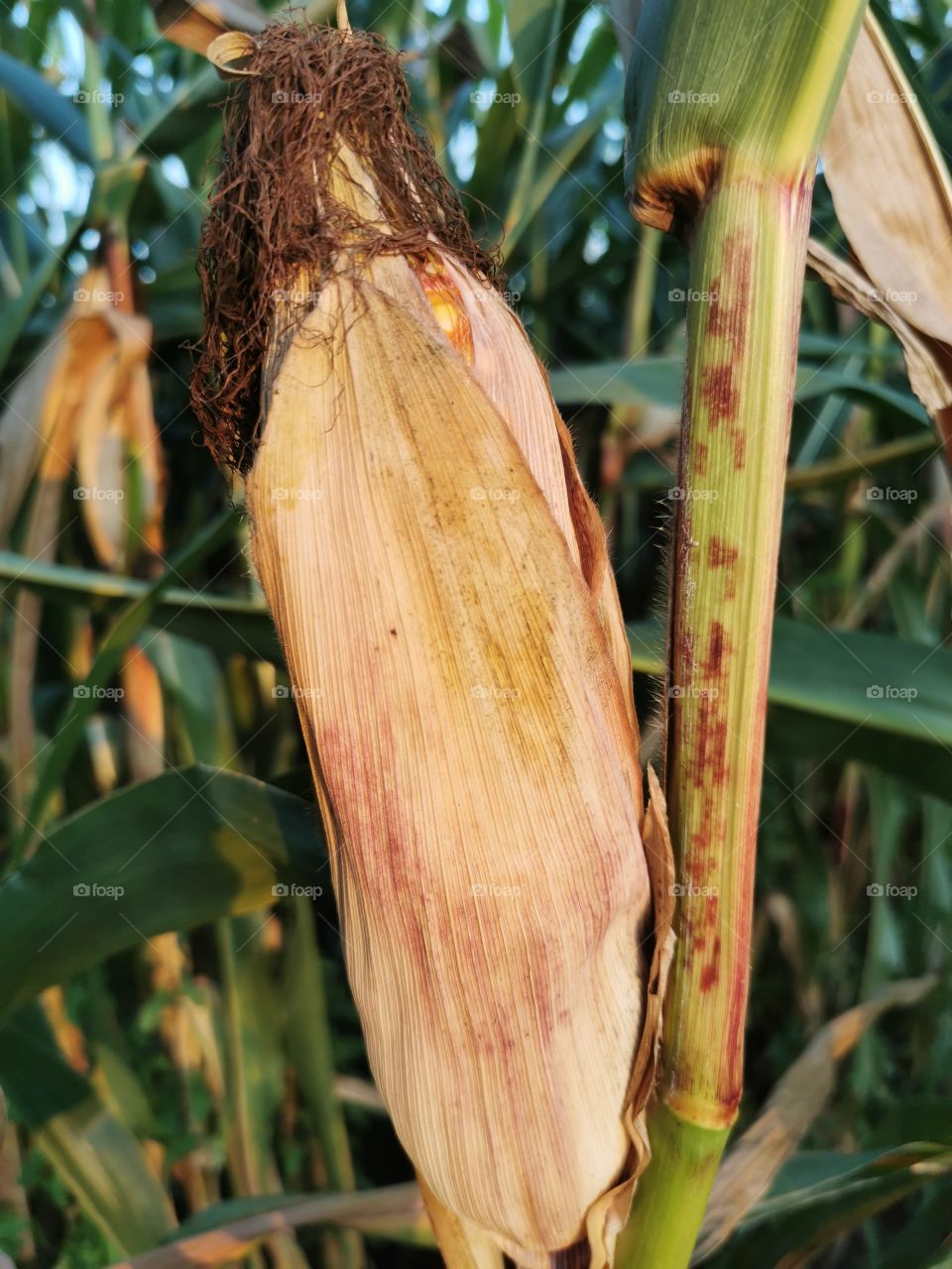 Maiskolben auf dem Feld