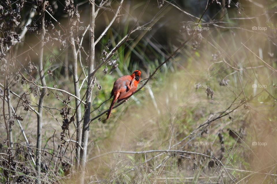 cardinal