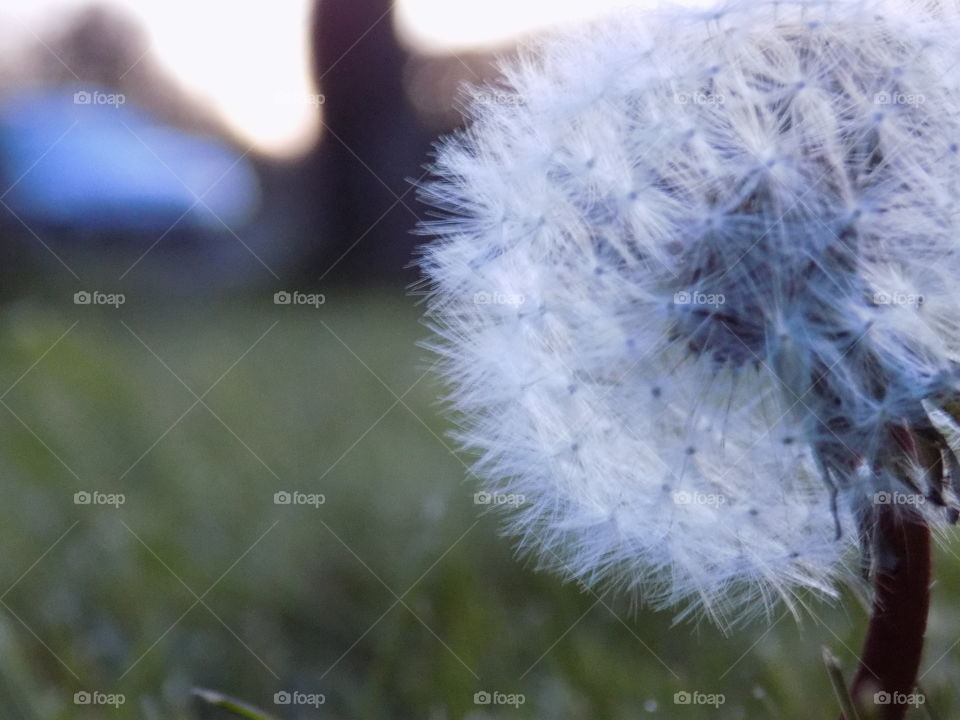 Dandelion, Downy, Nature, Outdoors, Grass