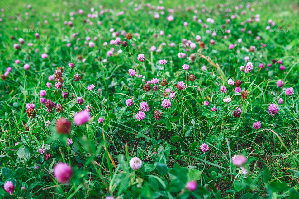 Summer meadow