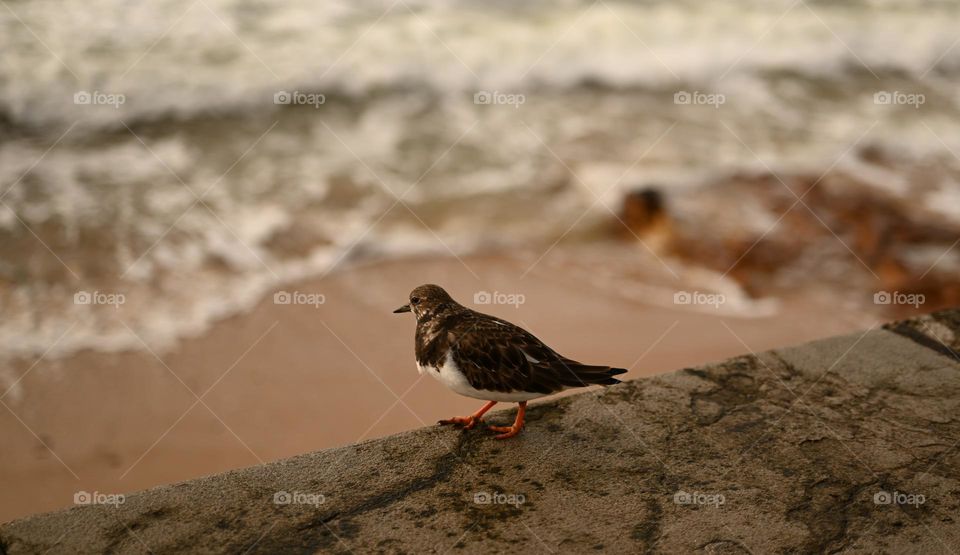 little bird on the wall