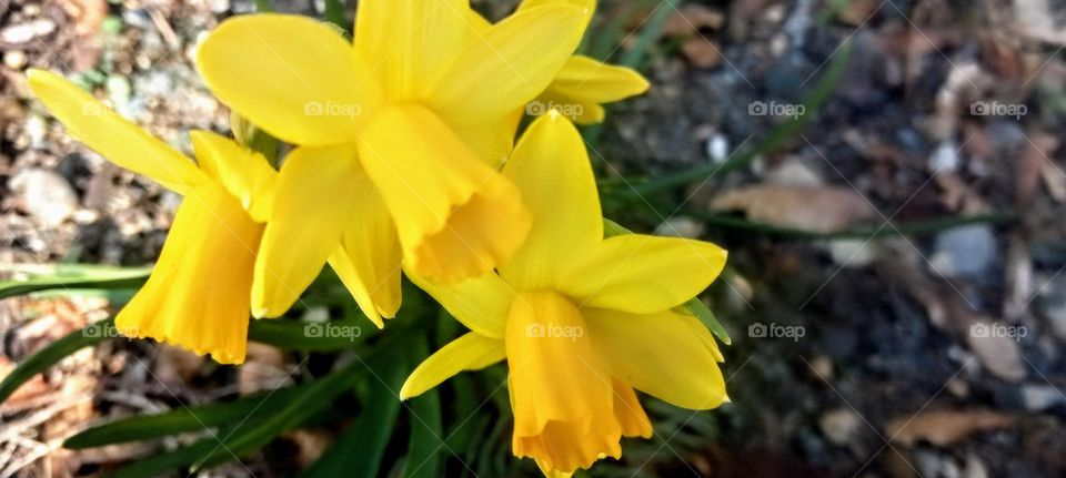 Early spring daffodils in bright yellows and orange peeking up through the natural pebbled garden to smile at the sunshine