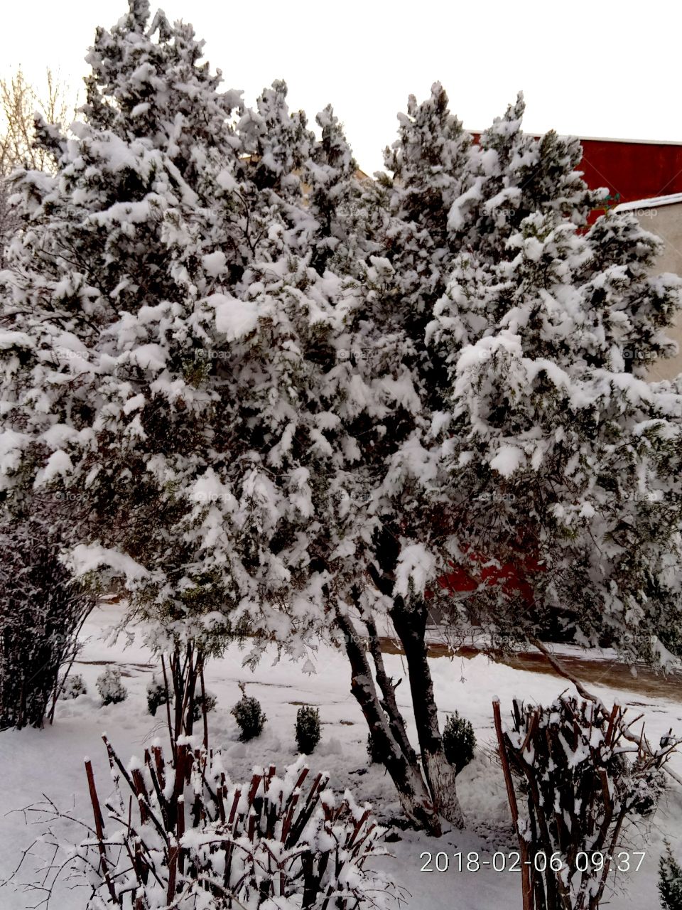 Winter, Snow, Frost, Cold, Tree