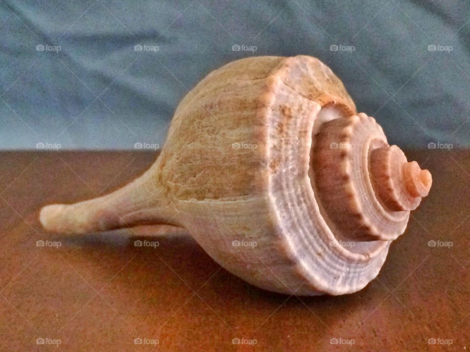 Welk shell still life
