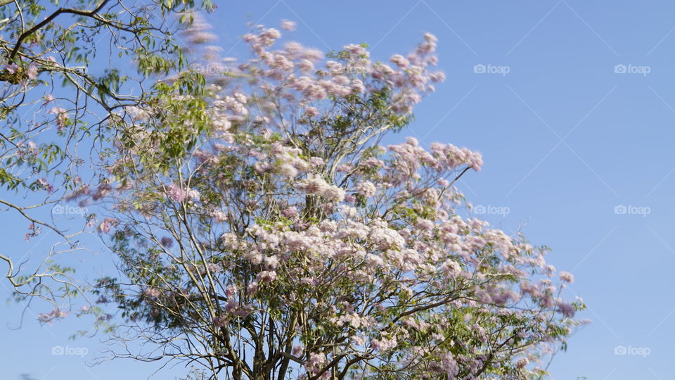Tree, Flora, Flower, Nature, Season
