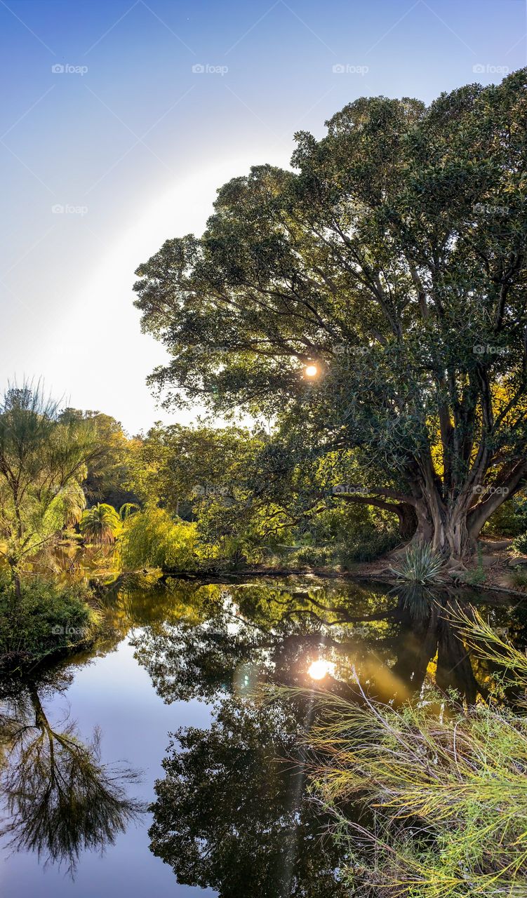 Beautiful tree reflection on a lake. 