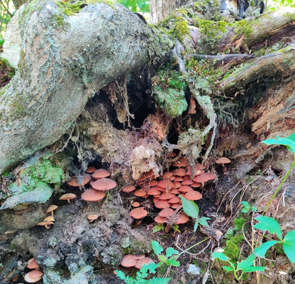 Accumulation of mushrooms.