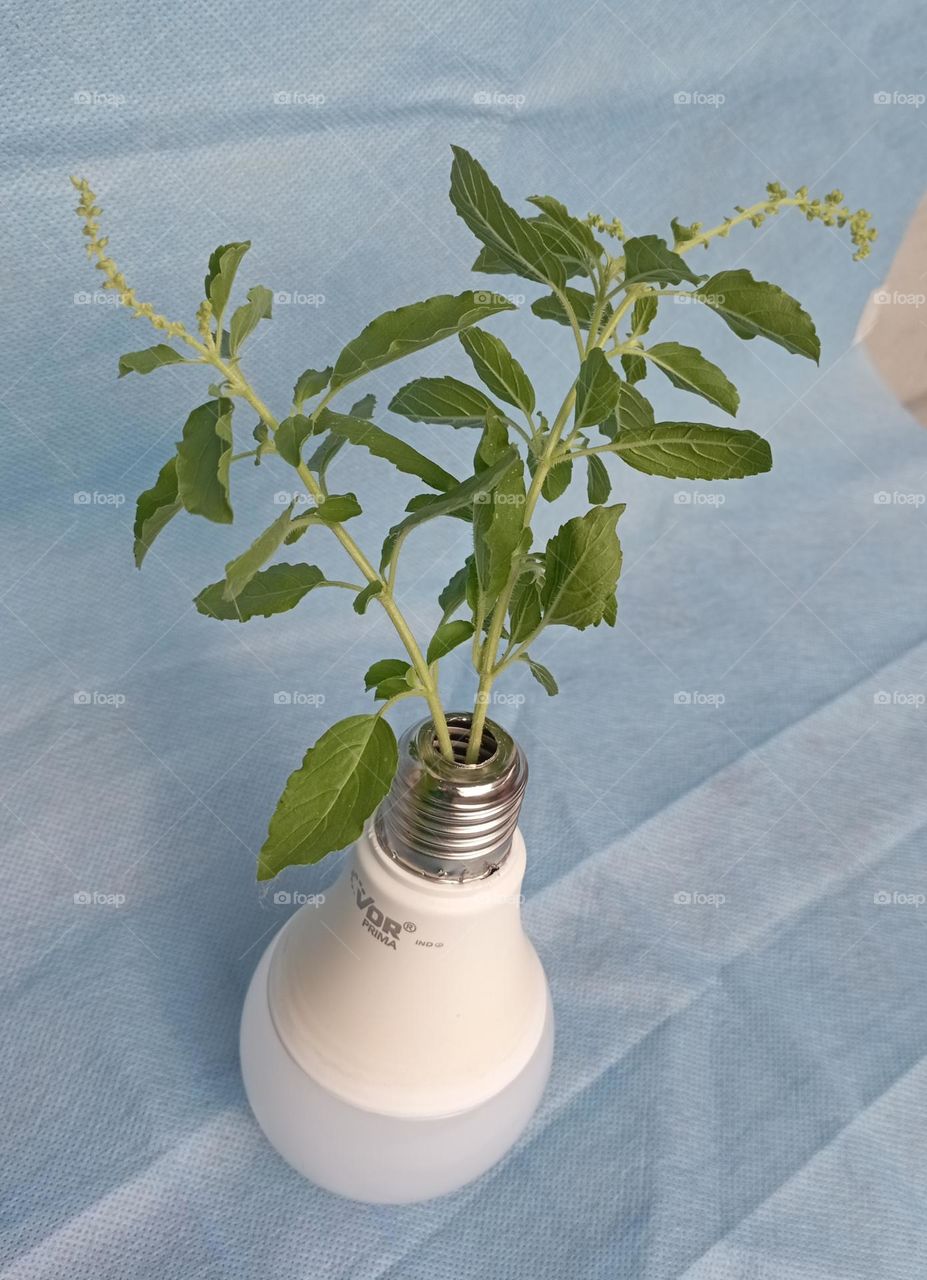 Basil in recycled lamp vase