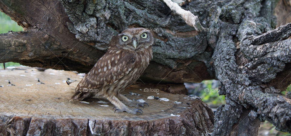 Bird, No Person, Wildlife, Owl, Nature