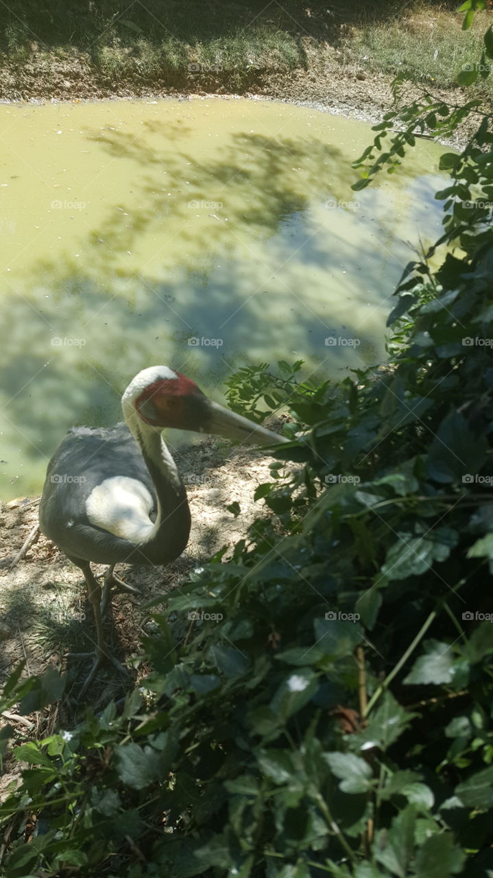 Bird, Nature, Water, No Person, Outdoors