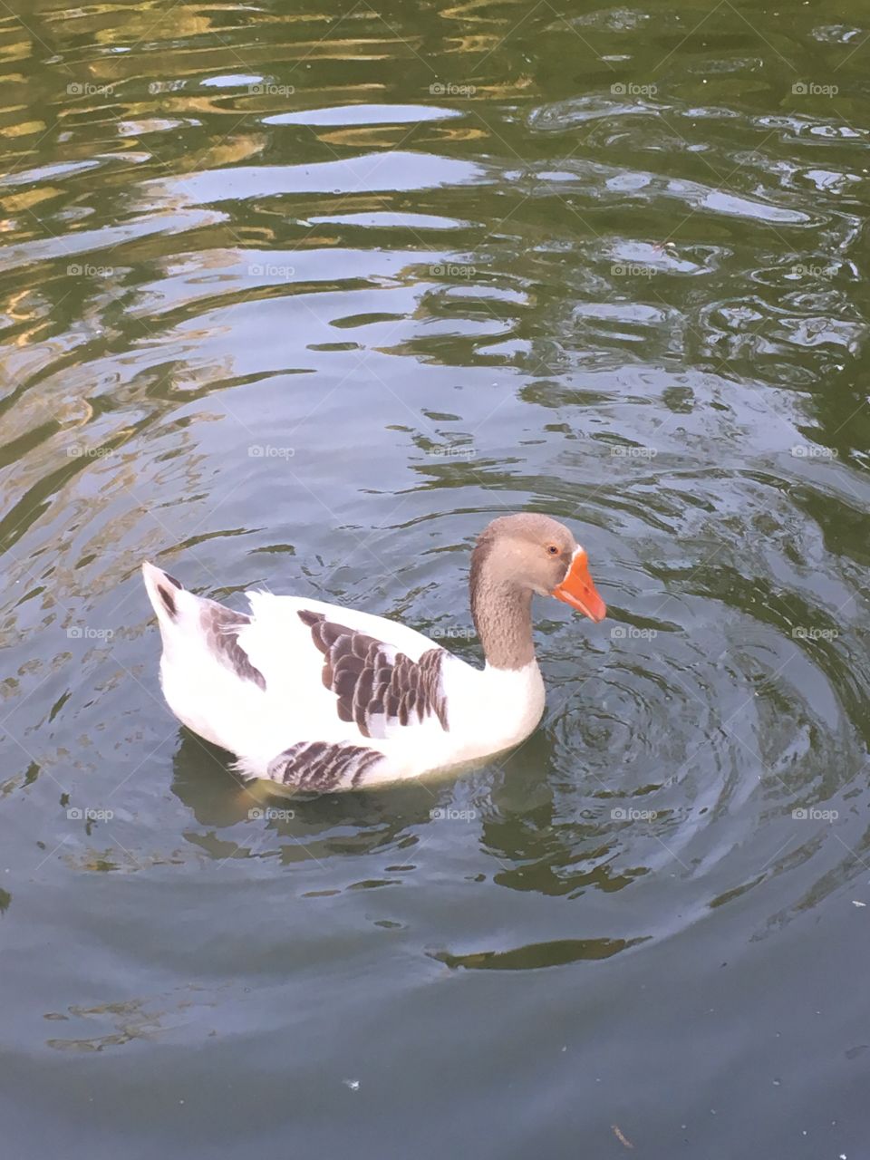 Olha o ganso bem a vontade nadando no lago. Com esse calor, vale a pena se refrescar...