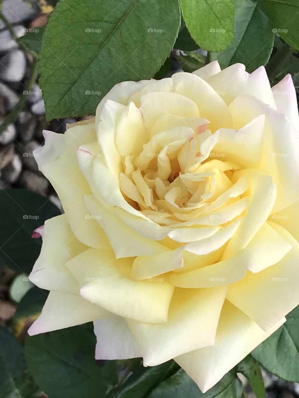Yellow rose on a rose bush