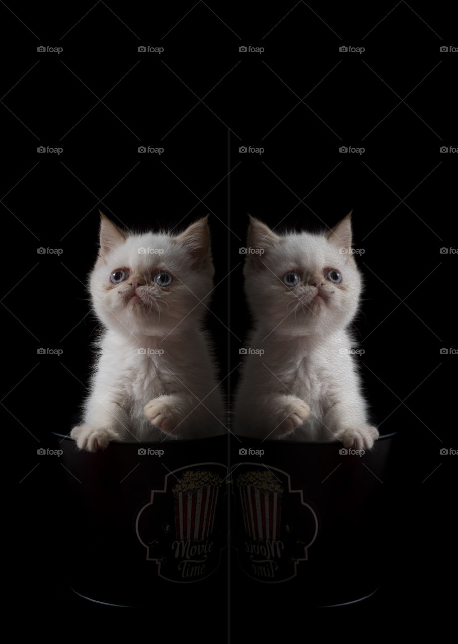 Reflection of the cat