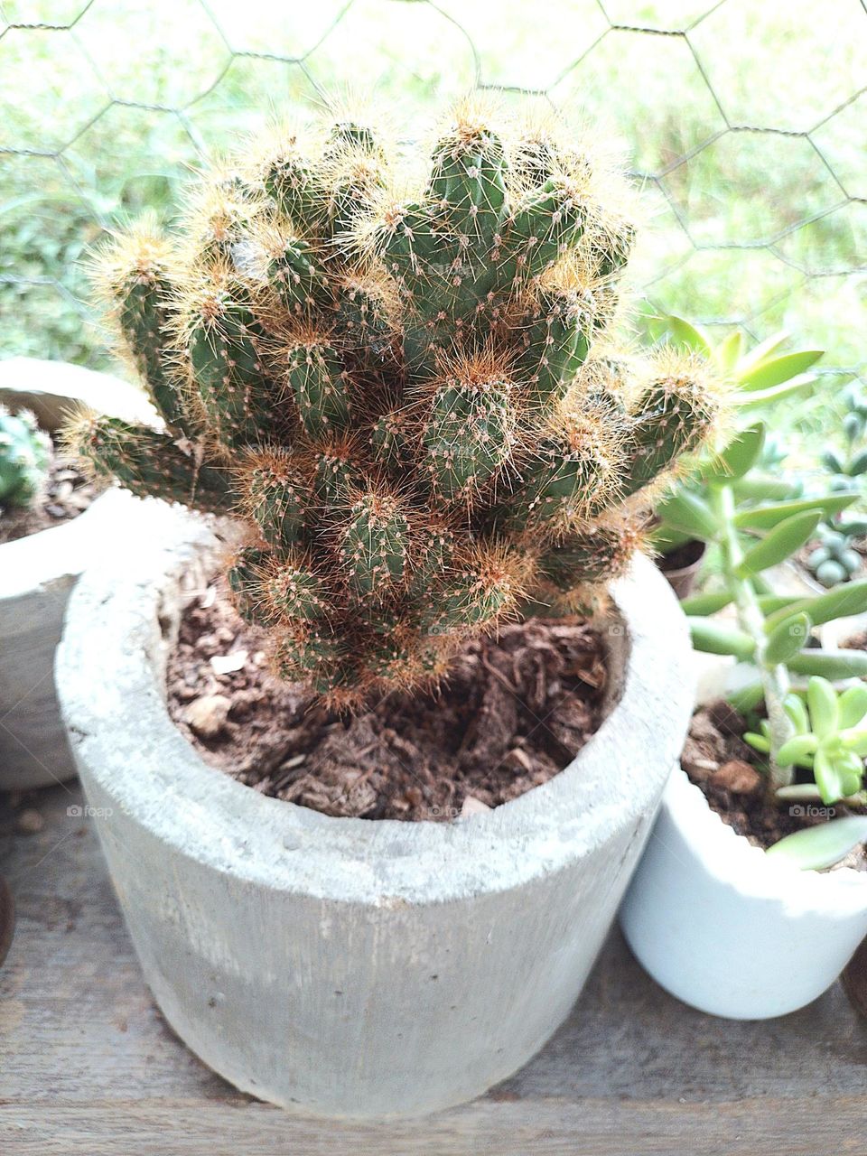 mi cactus
