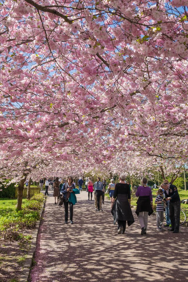 Pink park