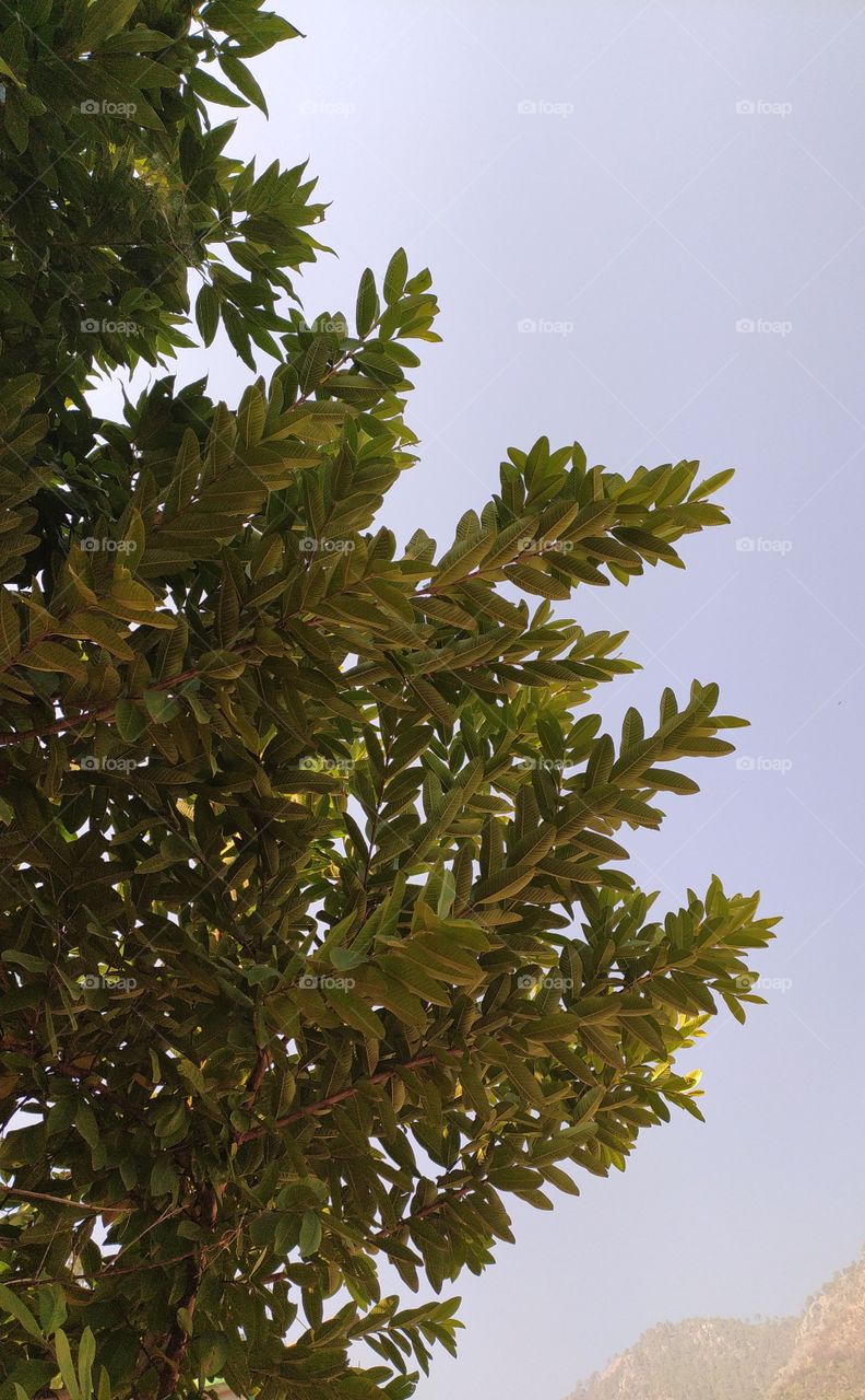 The guava tree in our village garden, enjoying the first rays of a winter sun