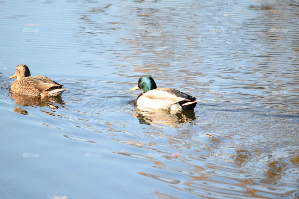 2 ducks in a pond