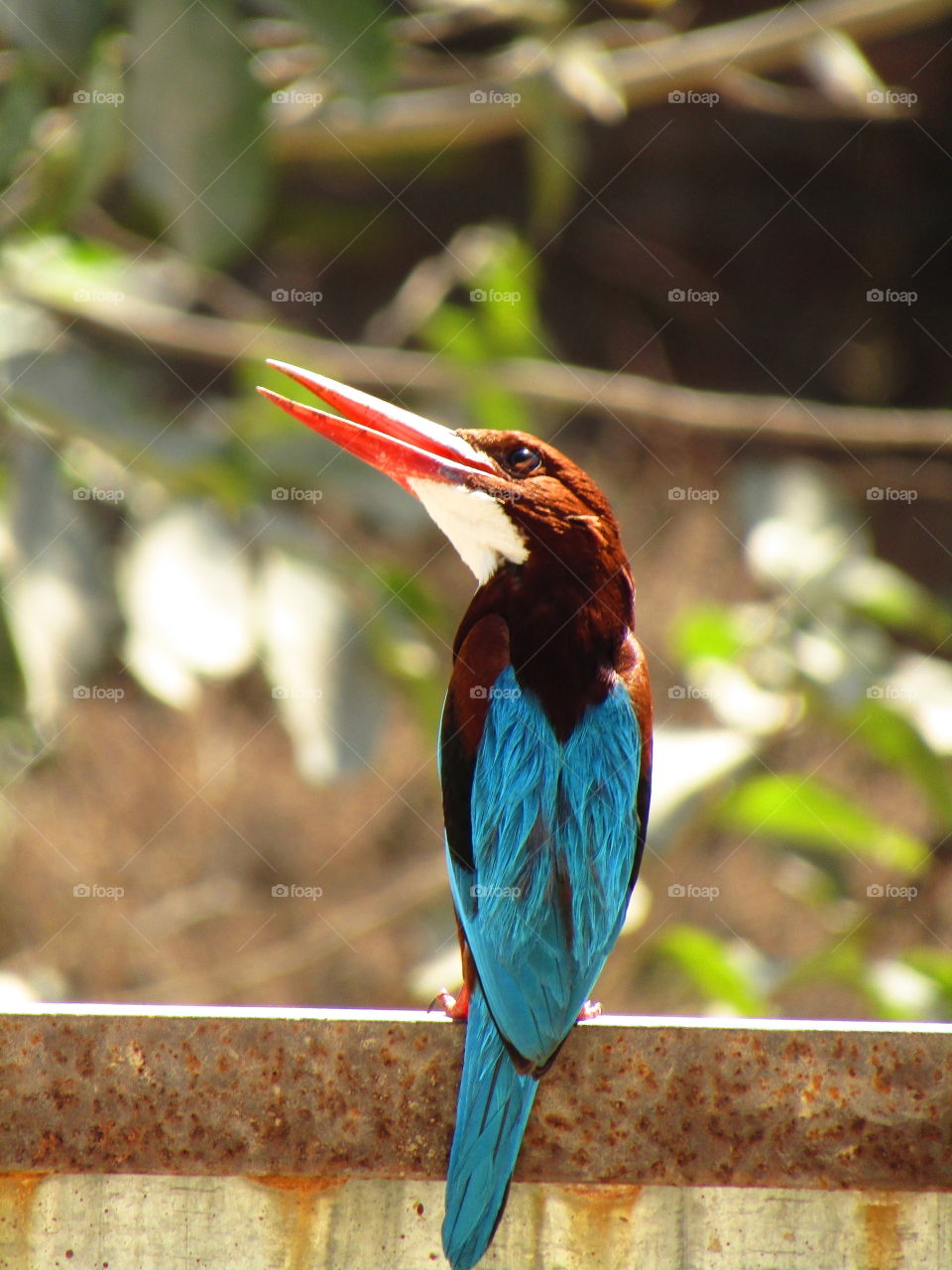 The white throated kingfisher (halcyon smyrnensis) also known as the white-breasted kingfisher.