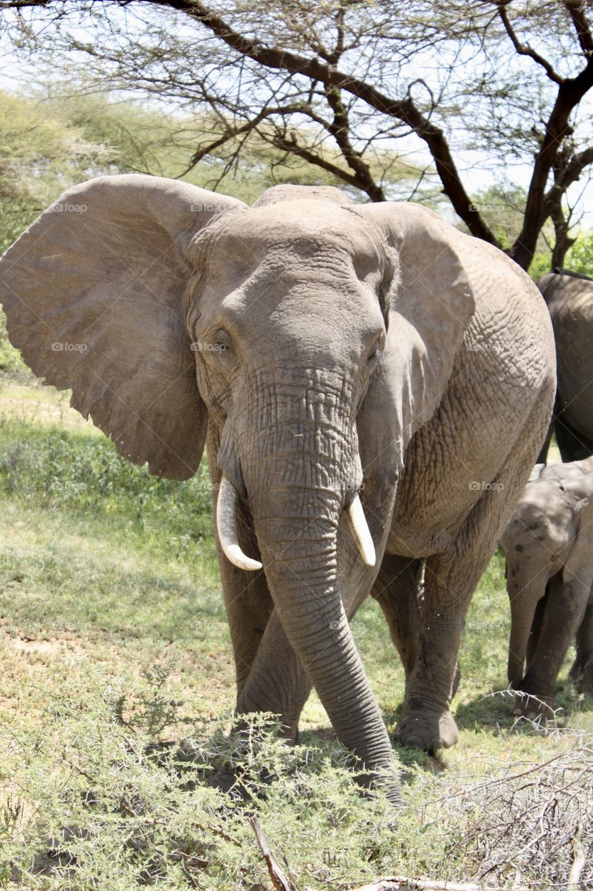 Elephants of Tanzania