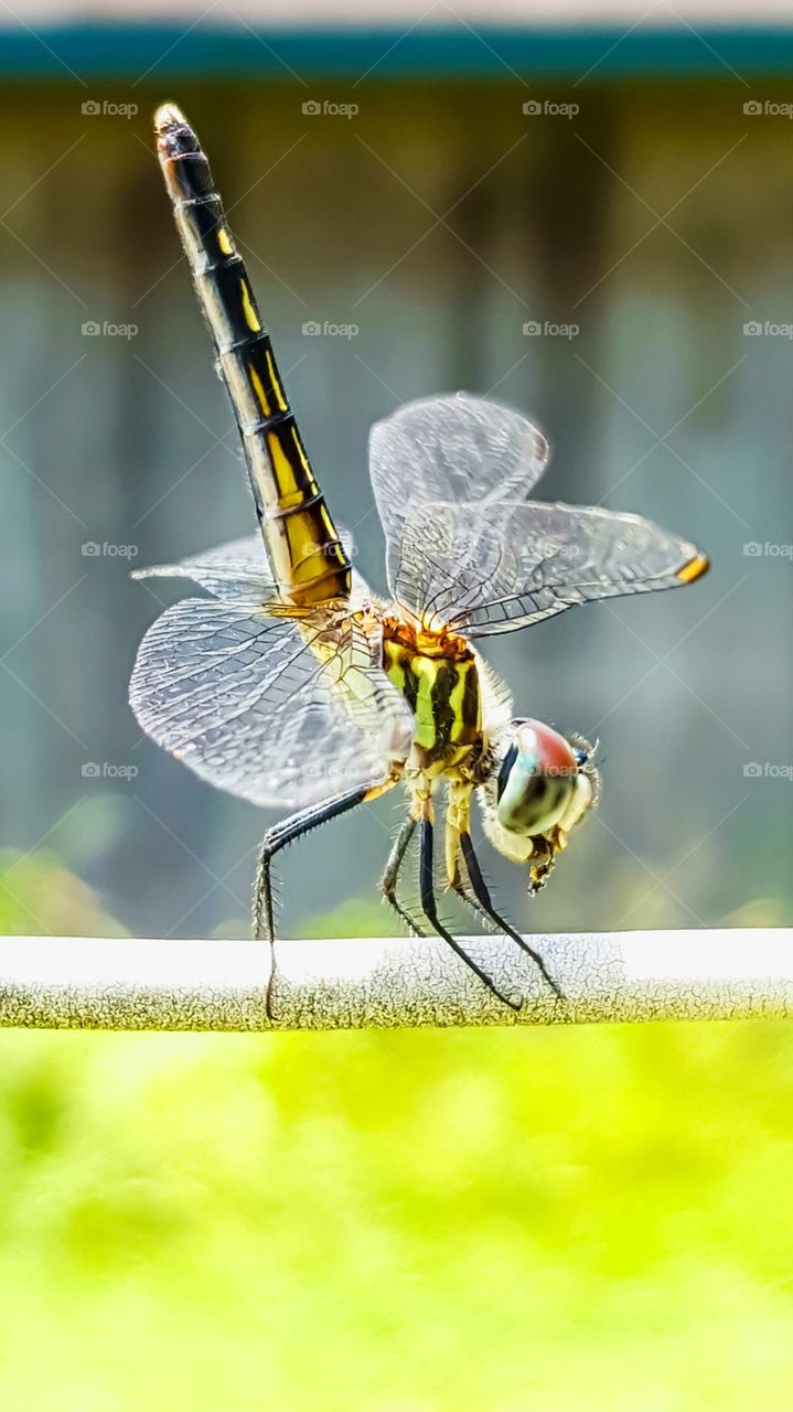 dragonfly perched on stem