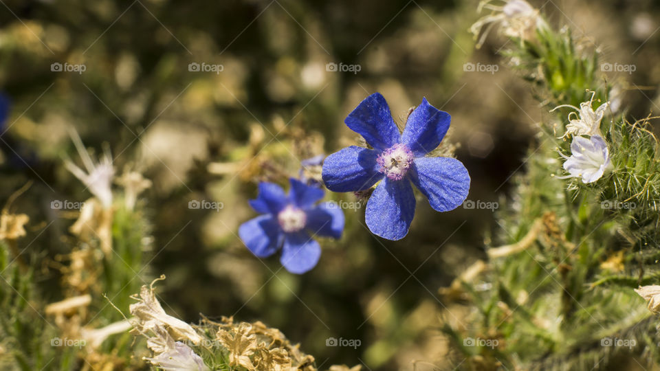 Blue flower 🌸