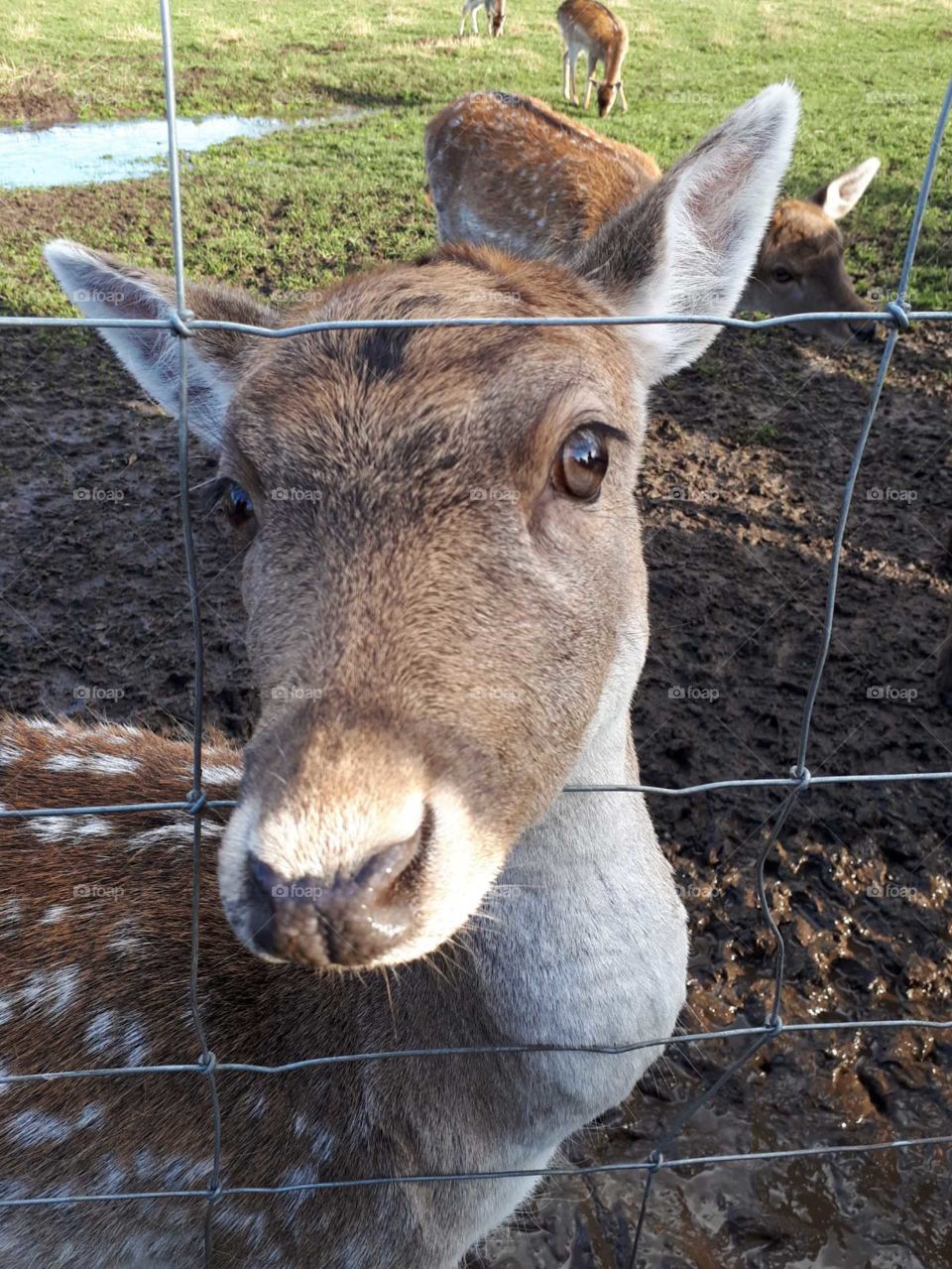 Ohhhh deer 