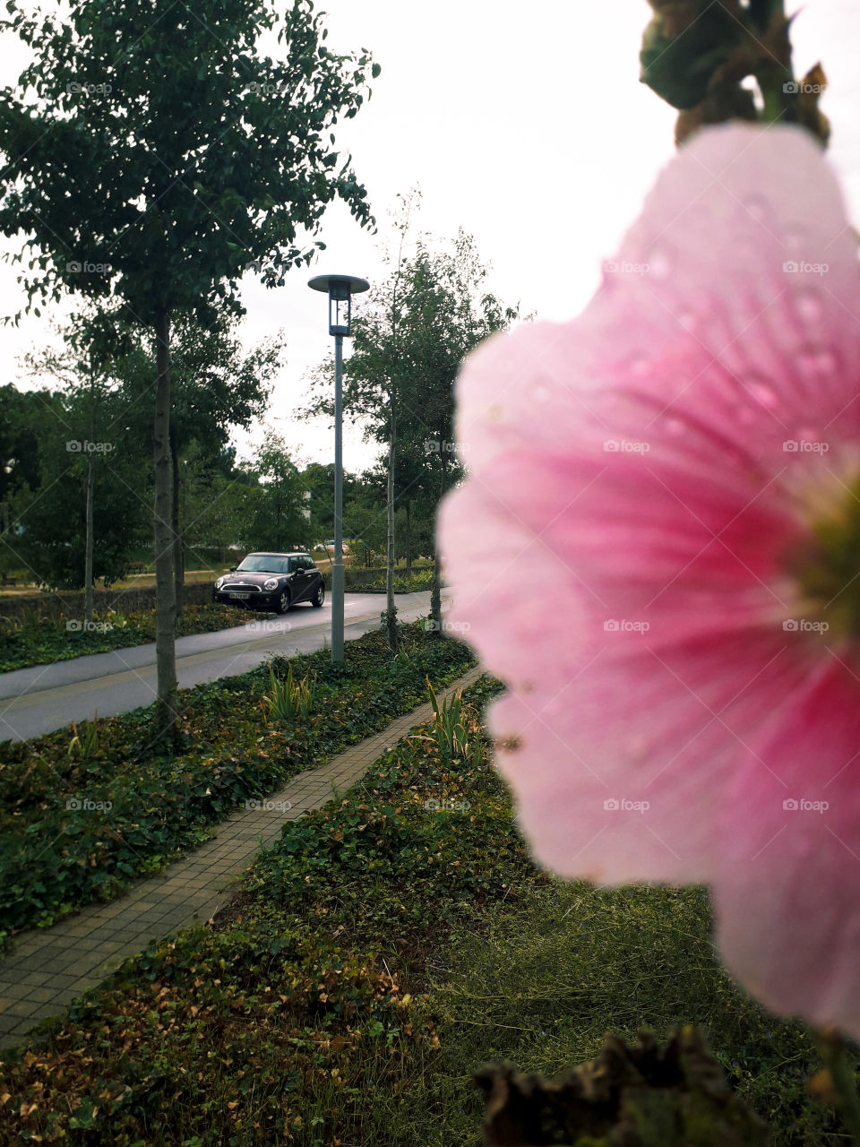 Hollyhock flower car pink wet water drop walk floor lamp standard lamp rail tree