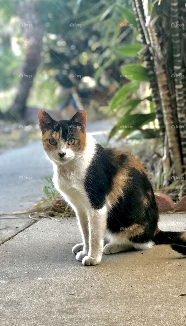 Calico Coco