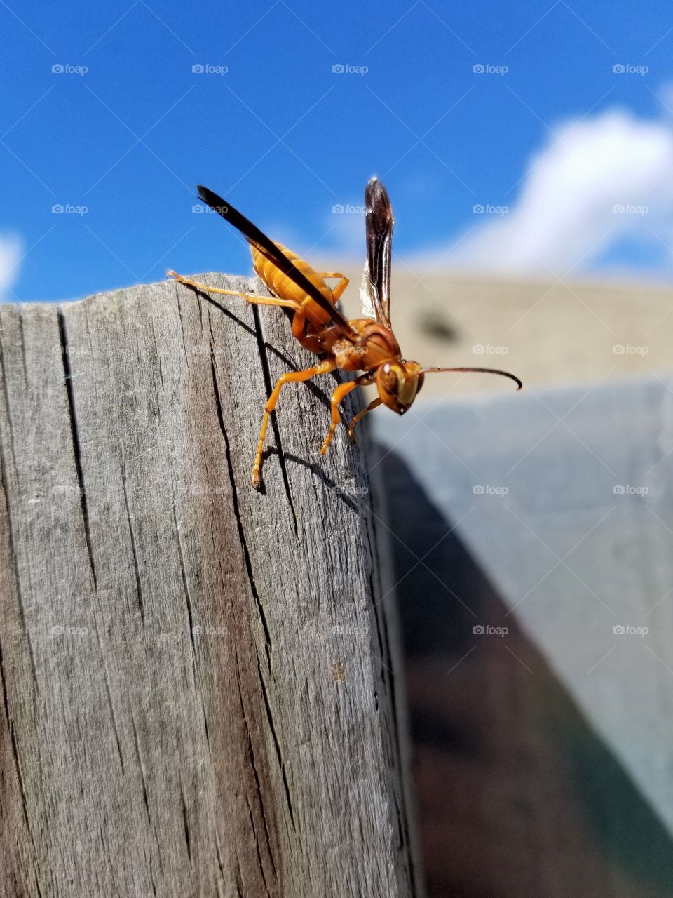 wasper bee pic greatest ever