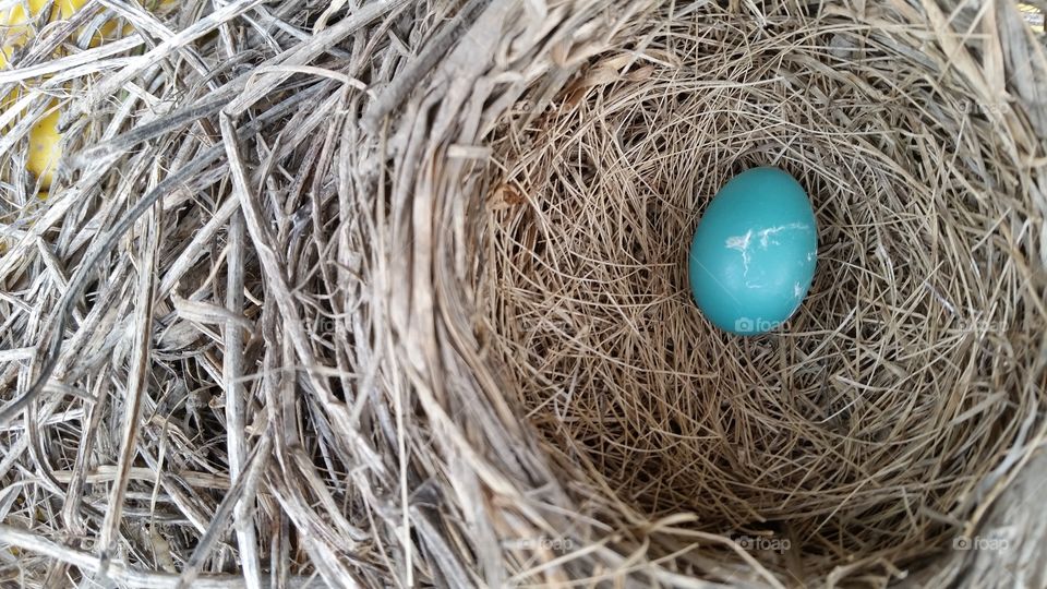 Robin's nest w/egg