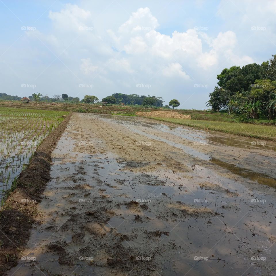 View of rice fields being worked on or after harvest