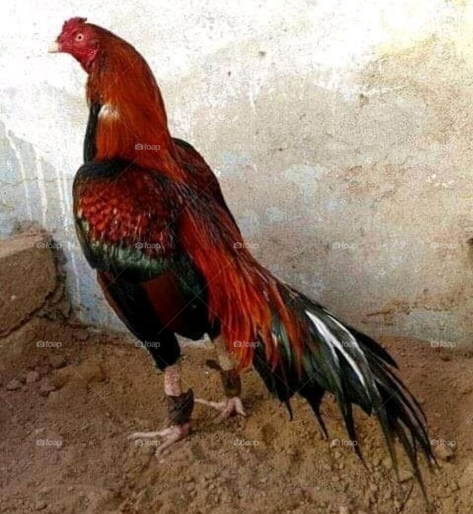 Cock