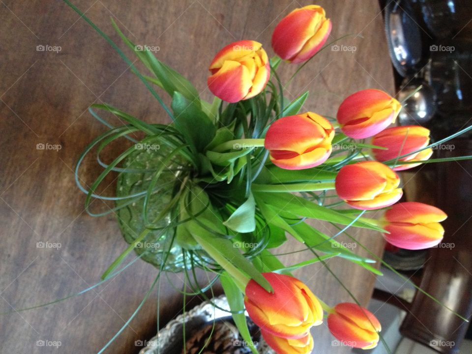 Tulips, 