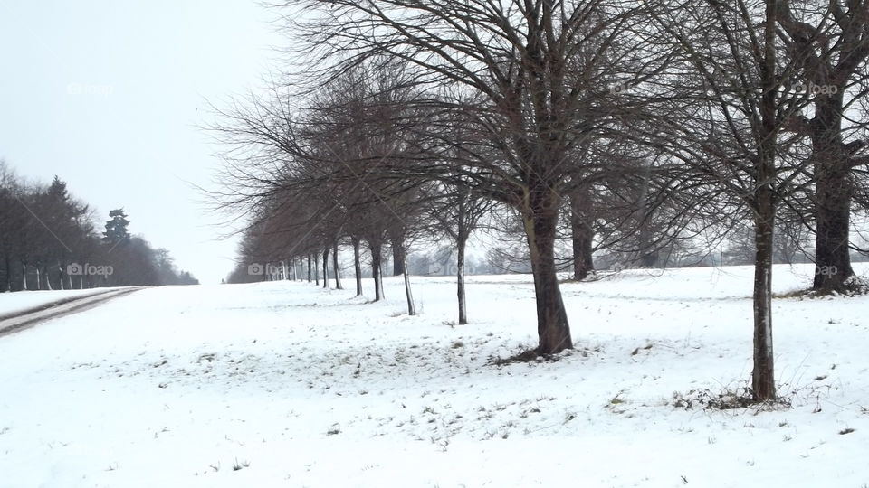 Winter, Snow, Frost, Cold, Tree