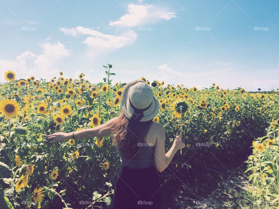 Rear view of a women in sunflower field