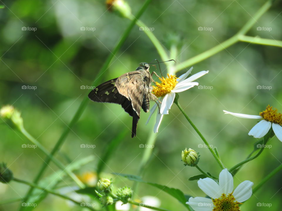 long-tailed skipper