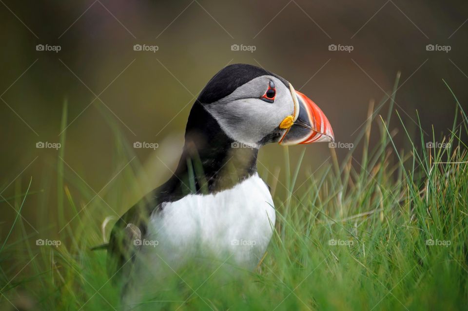 Close-up of puffin bird