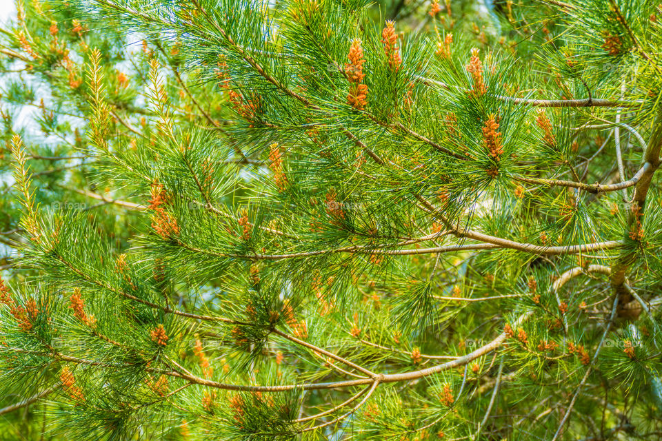 Young pine flowers barely beginning to form on a tree