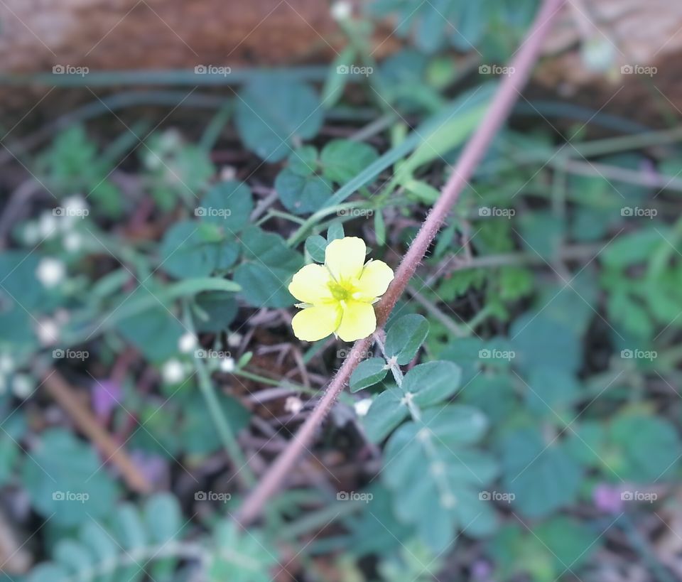 yellow flower. lovely flowers